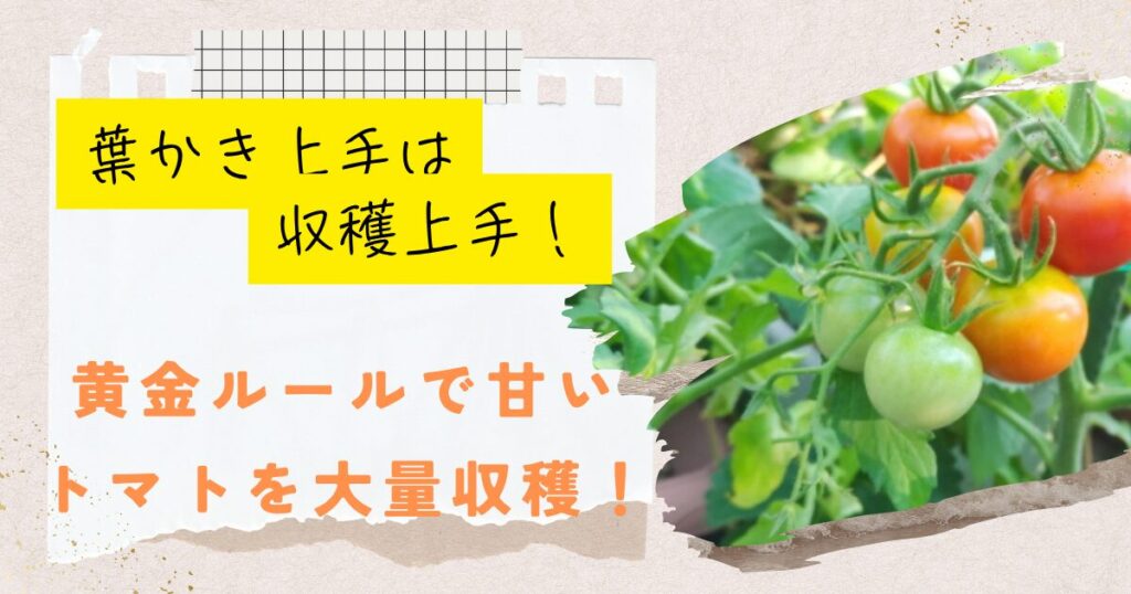 トマトの葉かきはやりすぎると逆効果？効果的な方法とタイミングで収穫量アップ・甘みが倍増のコツも徹底解説